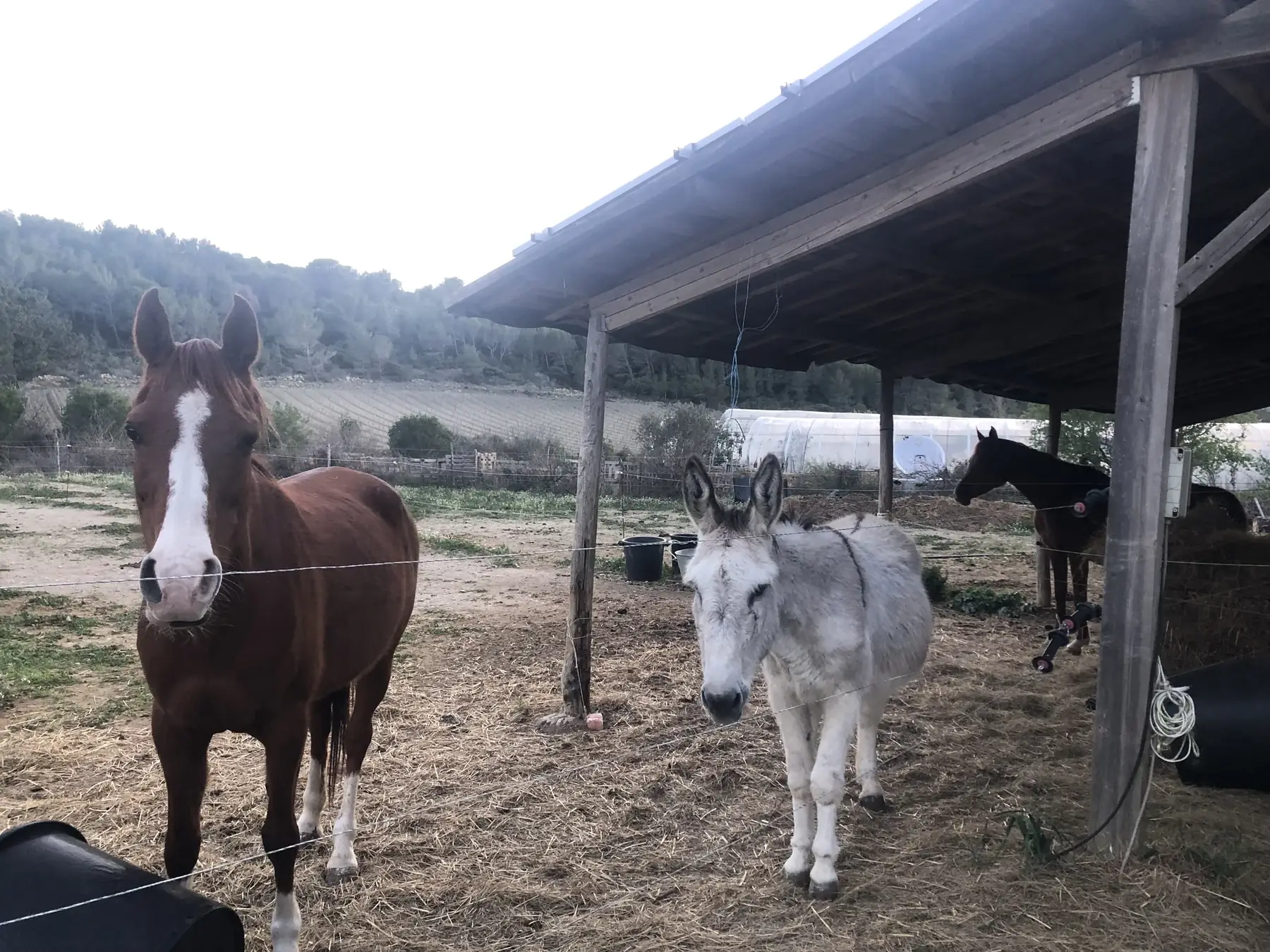 Chevaux et âne accueillis sur l’Écodomaine