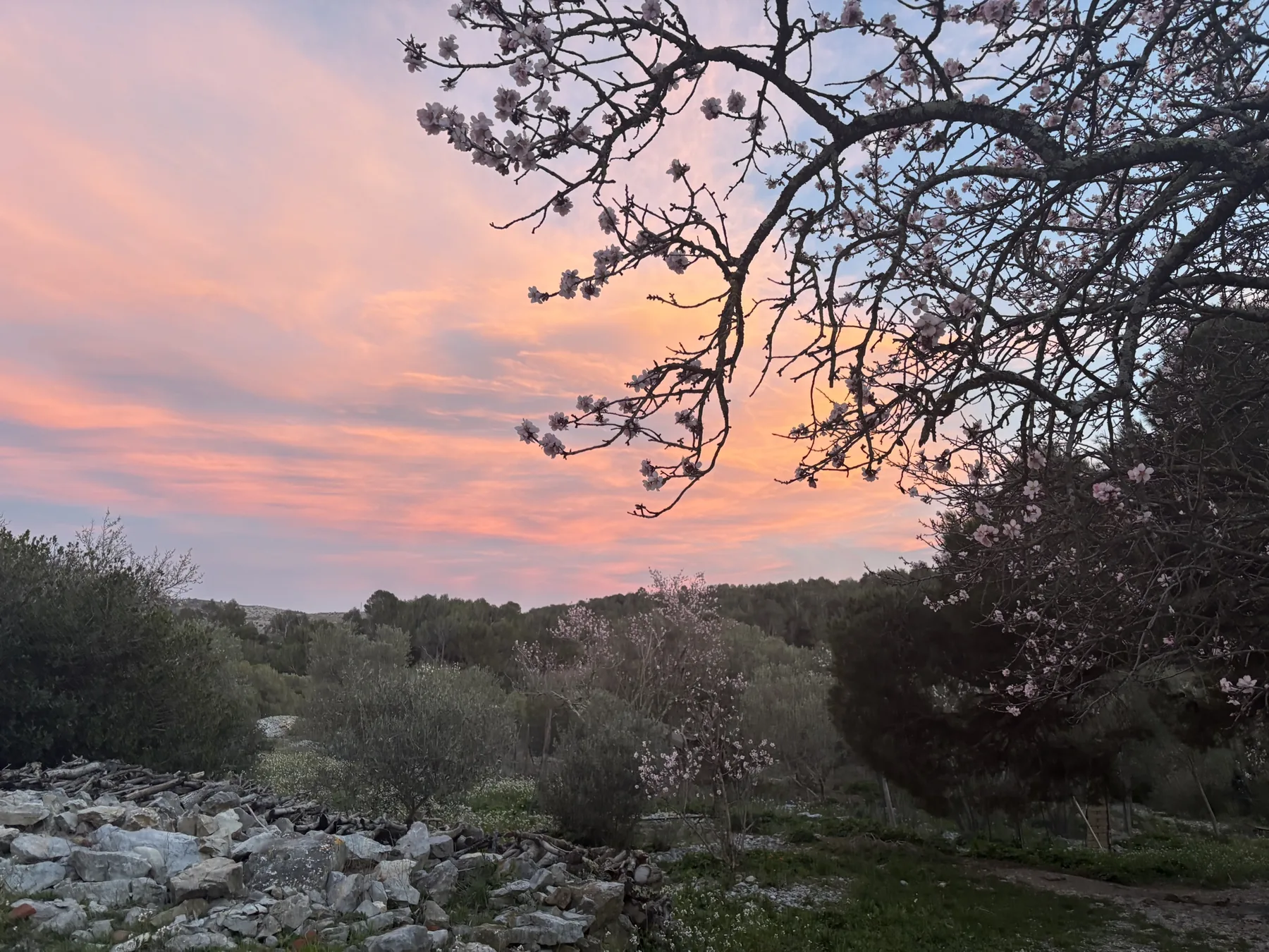 Amandier en fleurs sous un ciel rose au coucher du soleil à la Belle Auriole