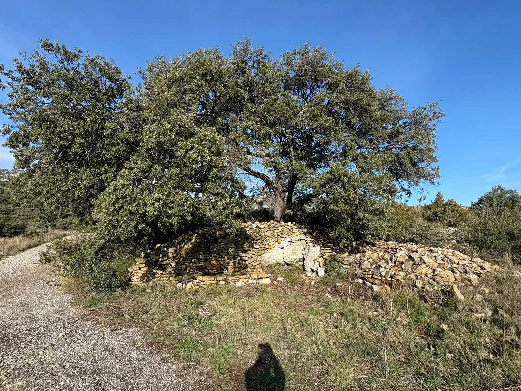 Grand arbre et muret de pierre sèche sur un chemin